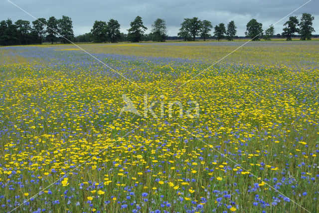 Cornflower (Centaurea cyanus)