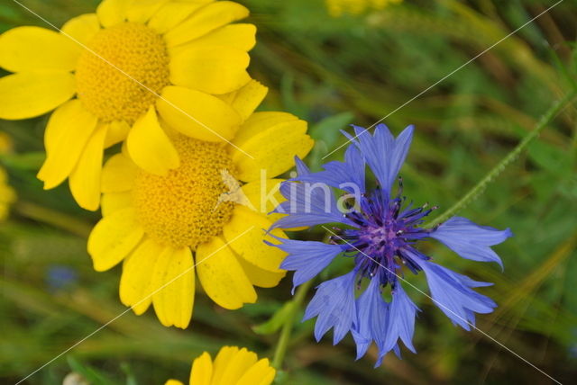 Cornflower (Centaurea cyanus)