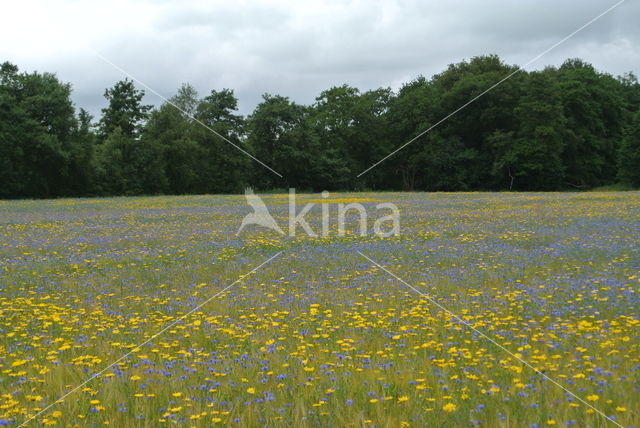 Korenbloem (Centaurea cyanus)