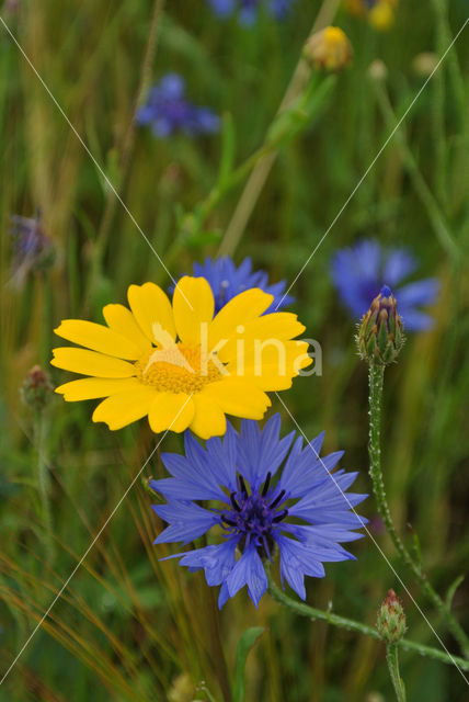 Korenbloem (Centaurea cyanus)