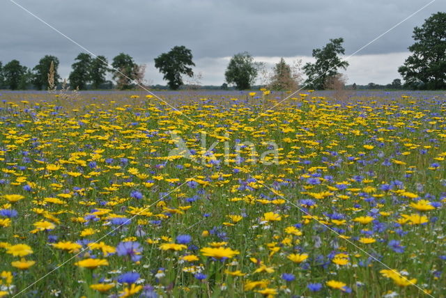 Cornflower (Centaurea cyanus)