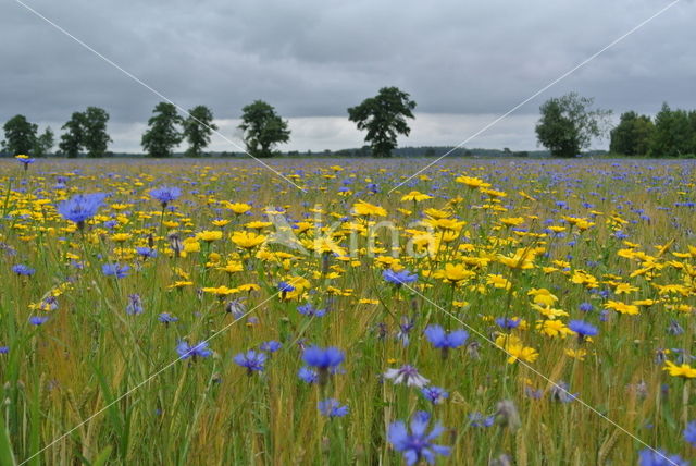 Cornflower (Centaurea cyanus)