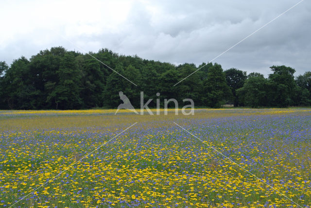 Korenbloem (Centaurea cyanus)