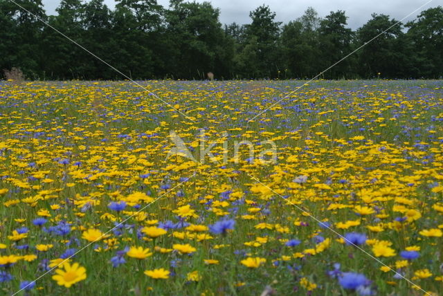 Cornflower (Centaurea cyanus)