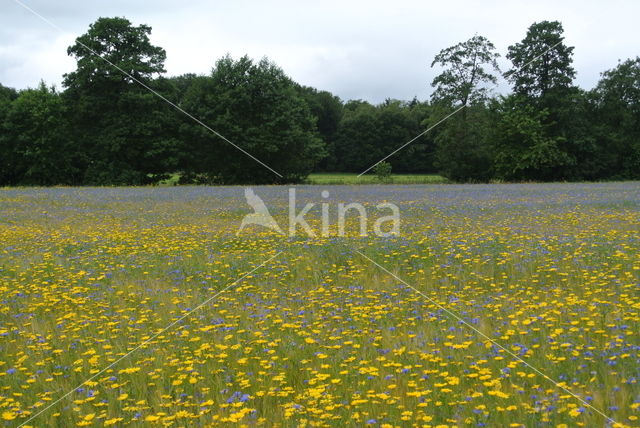 Cornflower (Centaurea cyanus)