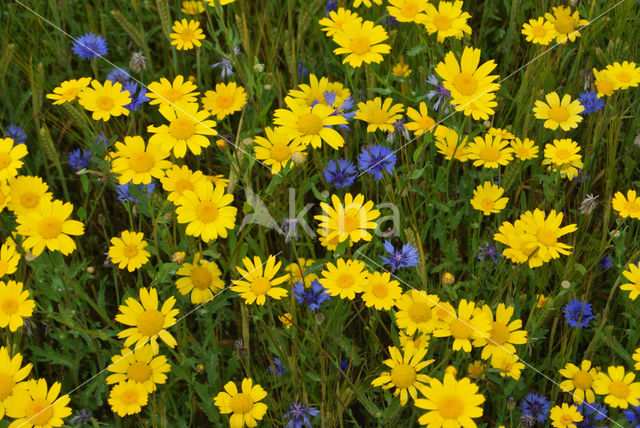 Korenbloem (Centaurea cyanus)