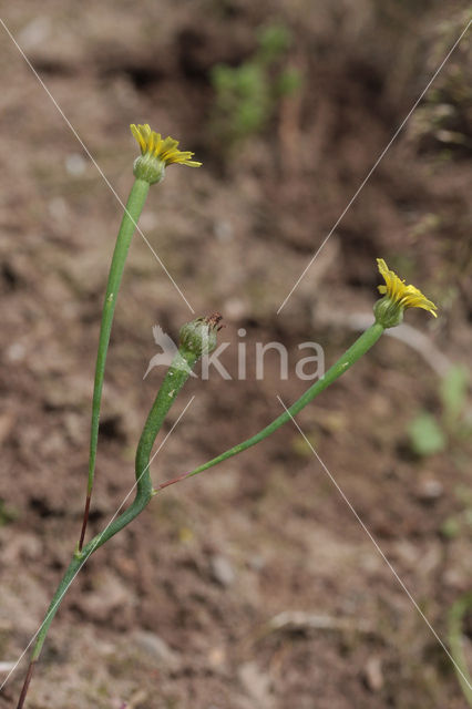 Korensla (Arnoseris minima)