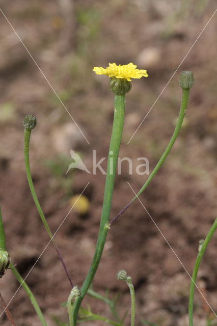 Swine's Succory / Lamb's Succory (Arnoseris minima)