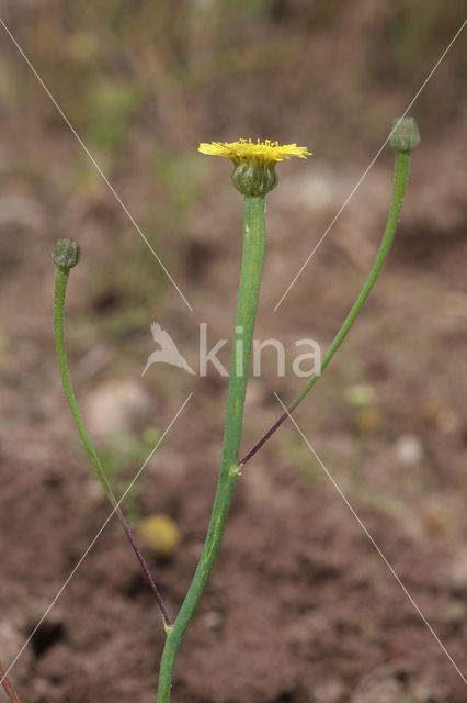 Swine's Succory / Lamb's Succory (Arnoseris minima)