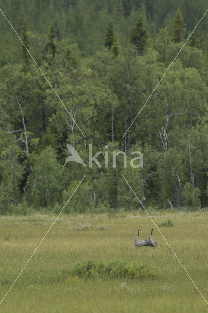 Kraanvogel (Grus grus)