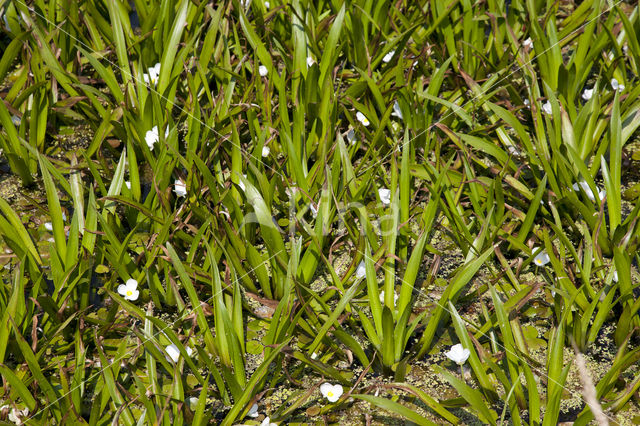 Krabbescheer (Stratiotes aloides)