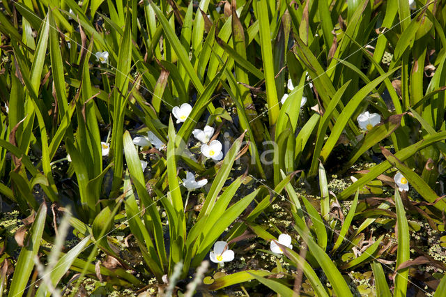 Watersoldier (Stratiotes aloides)