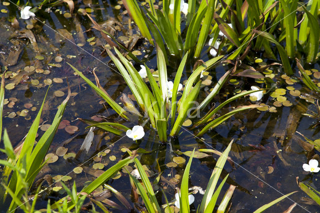 Watersoldier (Stratiotes aloides)