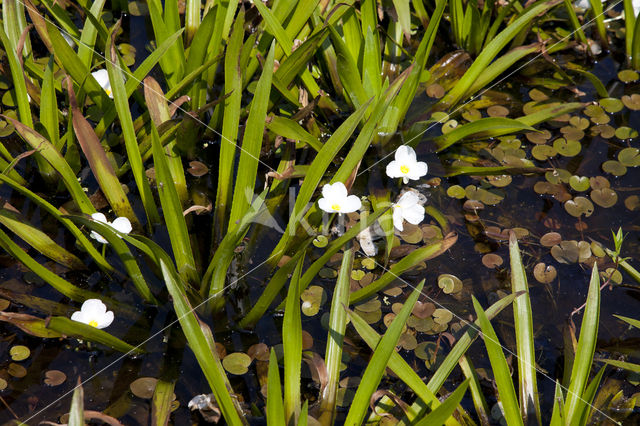Watersoldier (Stratiotes aloides)