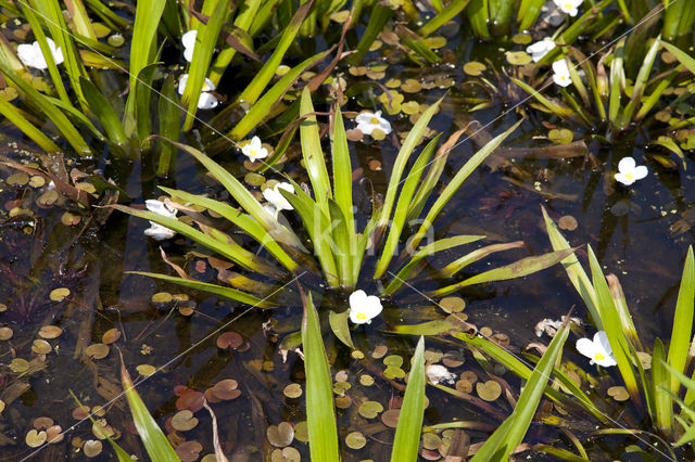 Krabbescheer (Stratiotes aloides)