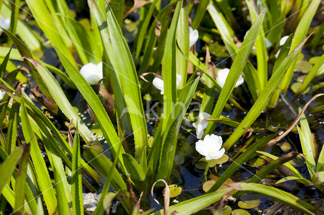 Watersoldier (Stratiotes aloides)