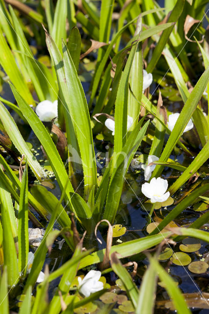 Krabbescheer (Stratiotes aloides)