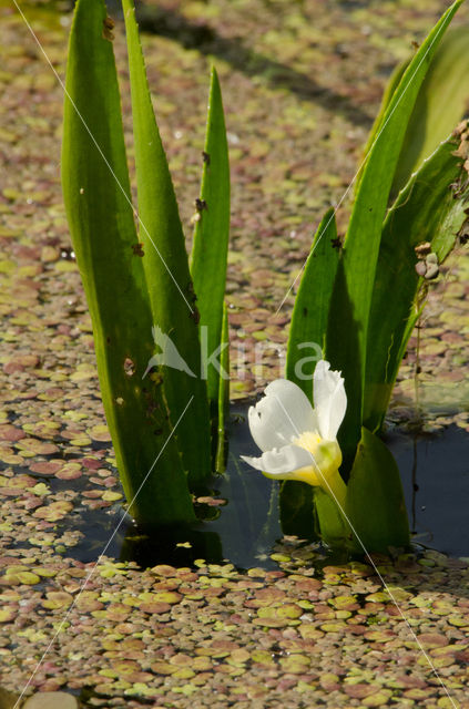 Watersoldier (Stratiotes aloides)