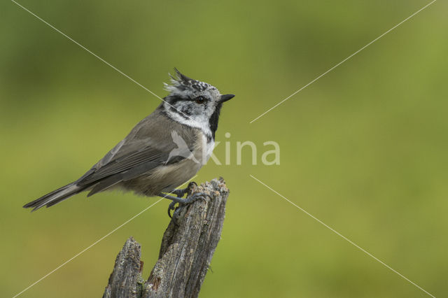 Kuifmees (Parus cristatus)