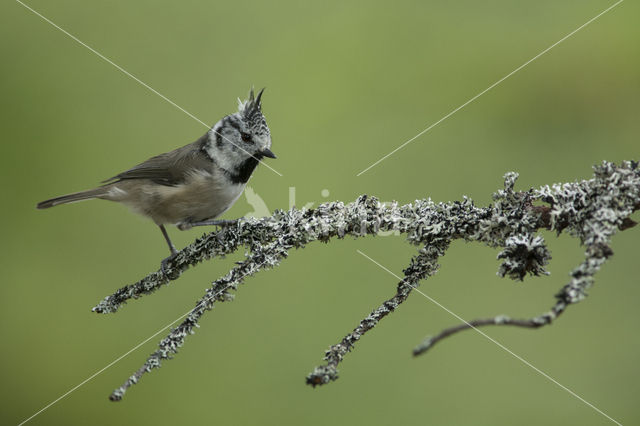 Kuifmees (Parus cristatus)