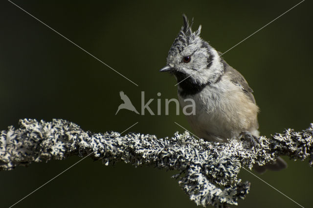 Kuifmees (Parus cristatus)