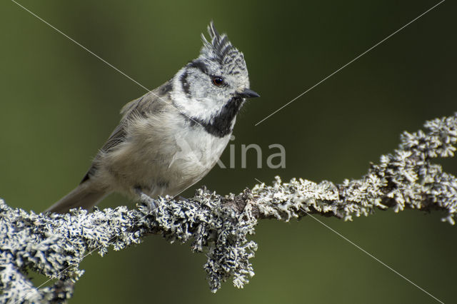 Kuifmees (Parus cristatus)