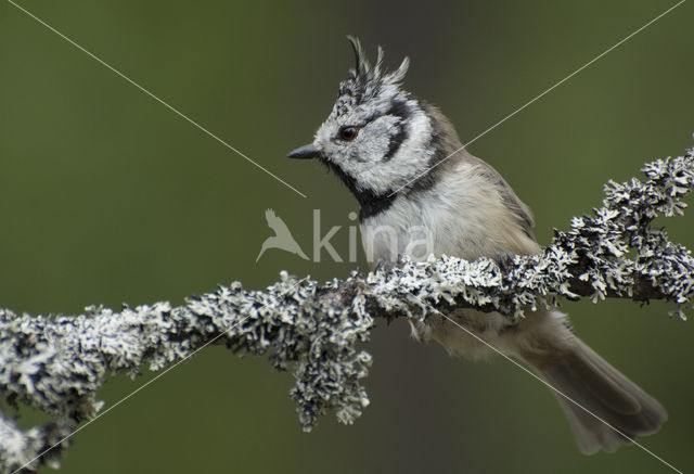 Kuifmees (Parus cristatus)