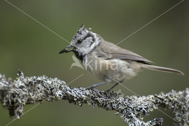 Kuifmees (Parus cristatus)