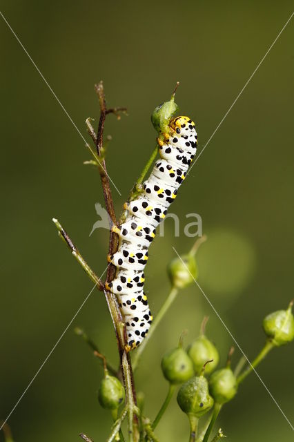 Kuifvlinder (Shargacucullia verbasci)