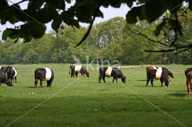 Dutch Belted Cow