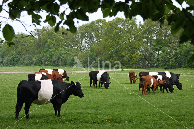 Dutch Belted Cow