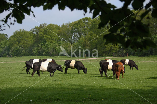 Dutch Belted Cow