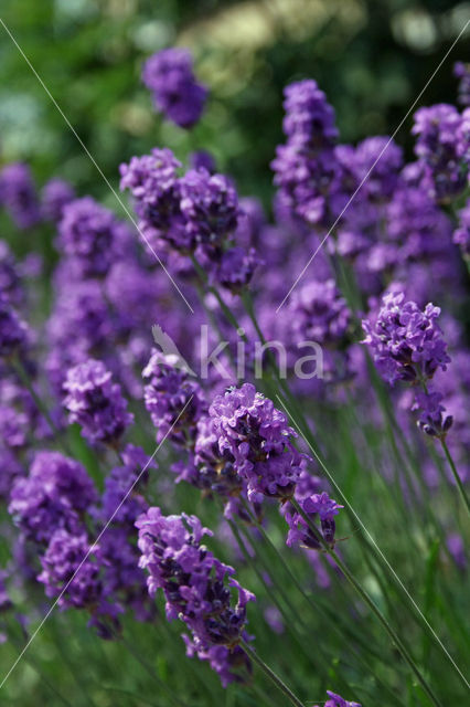 Lavendel (Lavandula spec.)