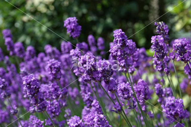 Lavendel (Lavandula spec.)