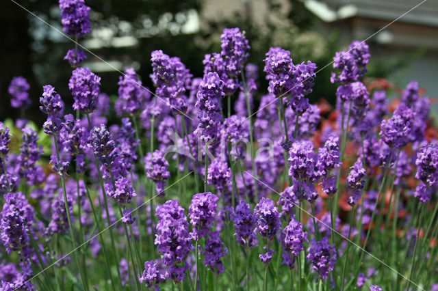 lavender (Lavandula spec.)