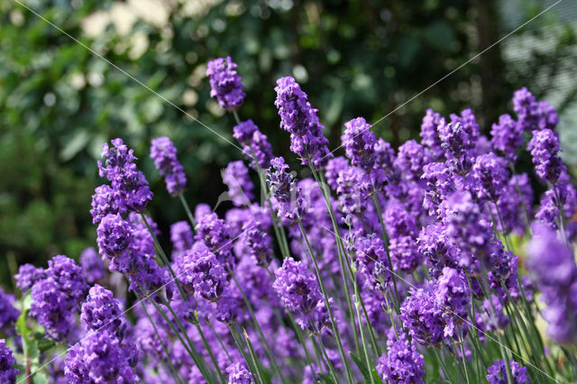 Lavendel (Lavandula spec.)