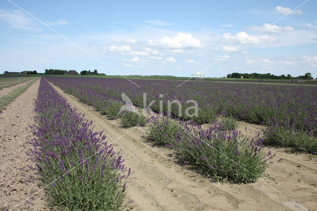 Lavendel (Lavandula spec.)