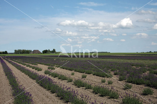 lavender (Lavandula spec.)