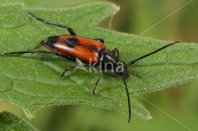 Leptura bifasciata