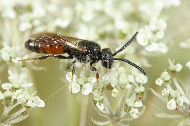 Sphecodes hyalinatus