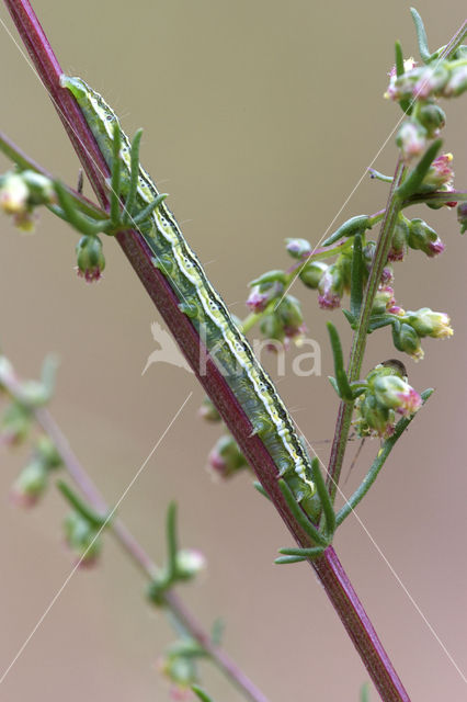 Lichte daguil (Heliothis viriplaca)