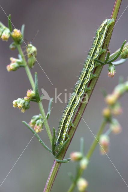 Marbled Clover (Heliothis viriplaca)