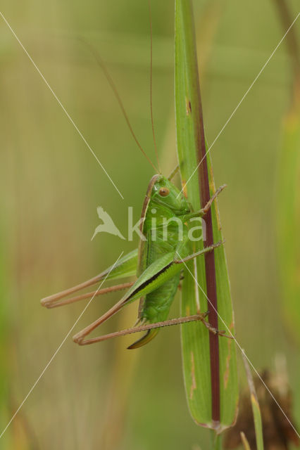 Lichtgroene sabelsprinkhaan (Metrioptera bicolor)