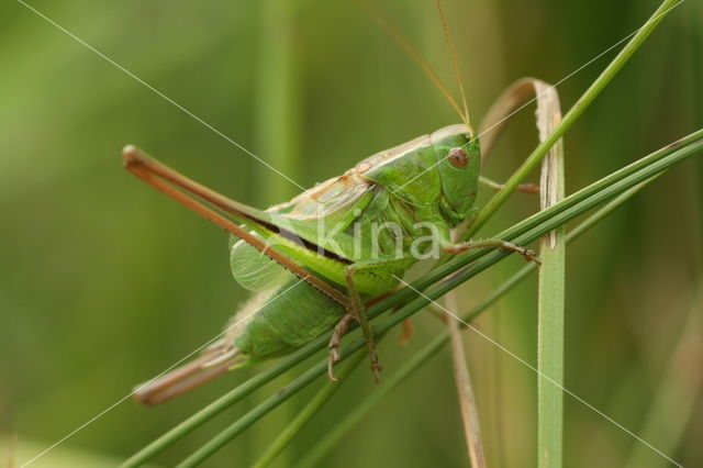 Lichtgroene sabelsprinkhaan (Metrioptera bicolor)