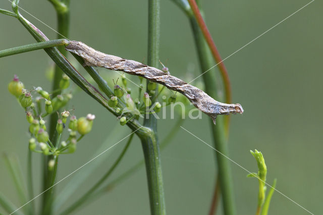 Blood-vein (Timandra comae)