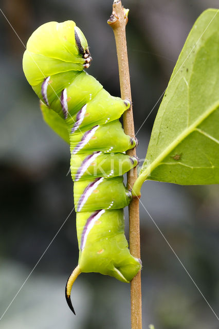 Ligusterpijlstaart (Sphinx ligustri)