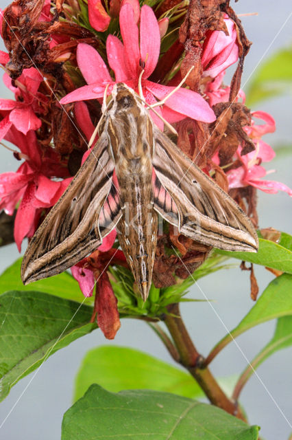 Privet Hawk-moth (Sphinx ligustri)