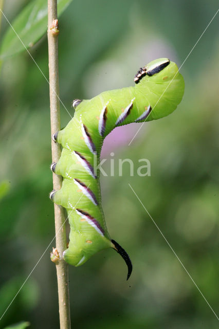 Privet Hawk-moth (Sphinx ligustri)