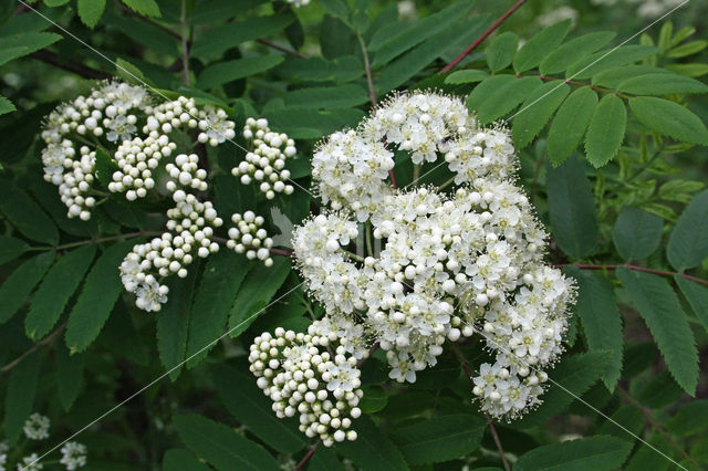 Moutain Ash (Sorbus)