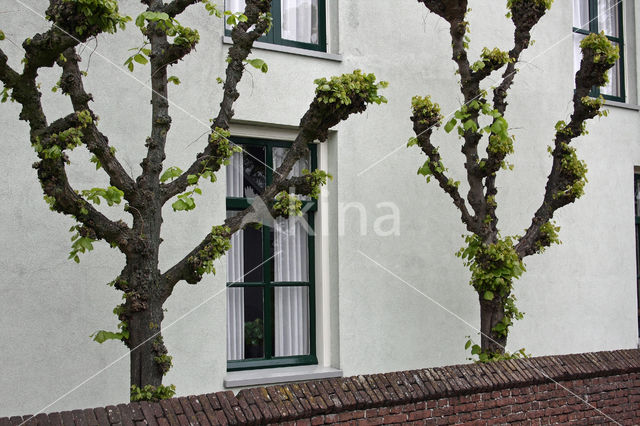 Linde (Tilia)